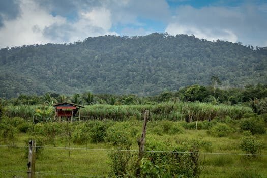 como declarar ingresos agricolas 3