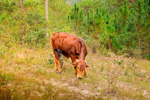 como declarar ingresos agricolas 4