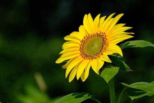 como declarar ingresos agricolas 5