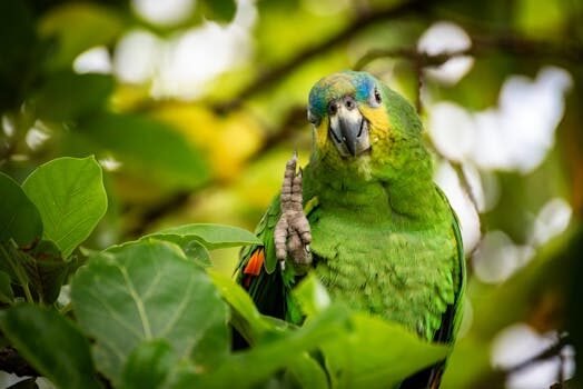 tasa amazon que es y como afecta 1