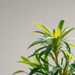 Cómo dar de baja a Acacio de manera sencilla