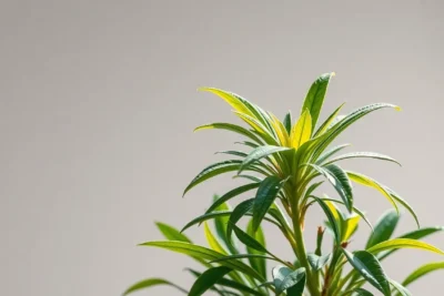 Cómo dar de baja a Acacio de manera sencilla 8 como dar de baja a acacio de manera sencilla