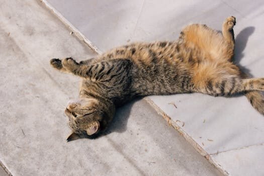 como se puede acceder a las salas vip de los aeropuertos en espana 1