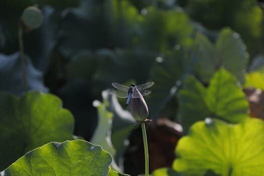 tin y tae que son y en que se diferencian 1