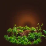 Cómo solicitar la renta agraria de manera sencilla