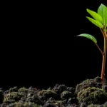 Estafas por email de suplantación a la Seguridad Social 2023